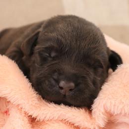 Spring - Chocolate female Labrador Retriever puppy in Camden, Indiana from Camden's Caring Canines