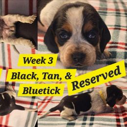 Nala-Yellow-Female - Black tan and bluetick female Beagle puppy in Bemidji, Minnesota from Nse Farms Beagles