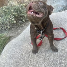Koda - French Bulldog