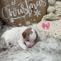 Girl 2 - Parti female Goldendoodle puppy in Stratford, New Jersey from Meadow Lark Doodles
