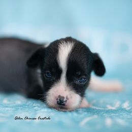 Chinese Crested Puppies from Qilin Chinese Crested