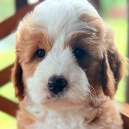 Honey - female Australian Mountain Doodle puppy in Chattanooga, Tennessee from River City Doodles TN