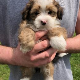 Bernedoodle Puppies from Mini Bernedoodle Babies- Indiana