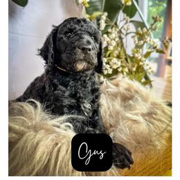 Gus - Black male Poodle puppy in Detroit Lakes, Minnesota from Pickerel Pups
