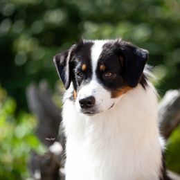 "Naughtia" - Australian Shepherd