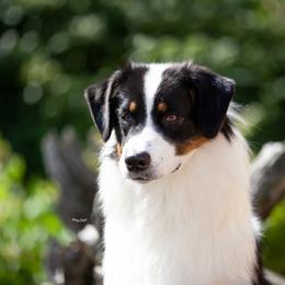 "Naughtia" - Australian Shepherd