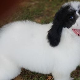 Poodles from Heavenly Standards Poodles