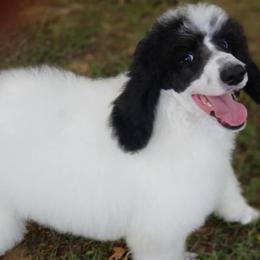 Poodles from Heavenly Standards Poodles