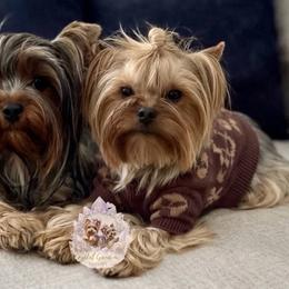 Yorkshire Terrier puppies from Crystal Garden Yorkies