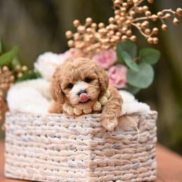 Burberry - Apricot female Maltipoo puppy in Deming, Washington from Heavenly Puppies to Love