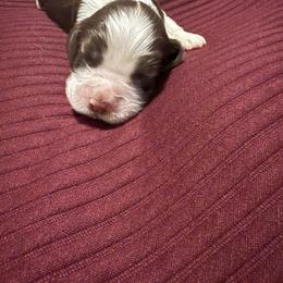 Garrick - Sable and white male Cocker Spaniel puppy in Bliss, New York from AK Another Shot Kennel