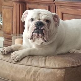 Bulldog All Grown Up from JoMo Kennels