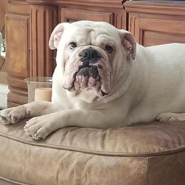 Bulldog All Grown Up from JoMo Kennels