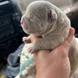 Female 1 - Lilac tri-color female American Bully puppy in Orlinda, Tennessee from SimplyBullies