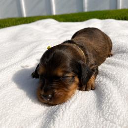 Boy 3 - Red male Dachshund puppy in Jacksonville, Florida from Rebecca Edwards