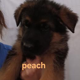 Peach - Black and red female German Shepherd puppy in Gustavus, Ohio from Cross Kreek Kennels