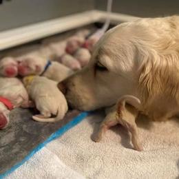 Golden Retriever Puppies from Golden Dust Retrievers