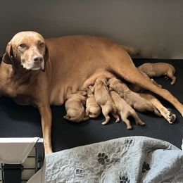Girl 3 - Golden rust Vizsla puppy in Chipley, Florida from GT Gundogs