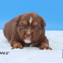 Bali - Red tri male Miniature Australian Shepherd puppy in Weeki Wachee, Florida from Arlington's Mini Aussies