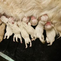 First pick male - Light golden male Golden Retriever puppy in Harrisburg, North Carolina from Bunn Ranch Goldens & Bernese