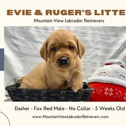 3rd Pick Fox Red-Yellow Male - Yellow male Labrador Retriever puppy in Grand Gorge, New York from Mountain View Labrador Retrievers