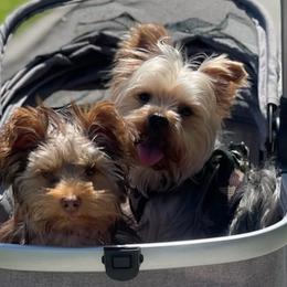 Yorkshire Terriers from Lopez Yorks