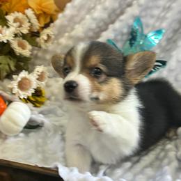 Leo - Black and tan male Pembroke Welsh Corgi puppy in Blair, Wisconsin from Sandy’s Pet Grooming and Boarding & AKC Corgis