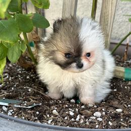 Pomeranian Puppies from Tinkerpoms