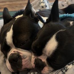 Boston Terrier Puppies from NW Boston Terriers