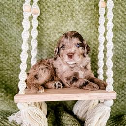 Rose - Merle female Labradoodle puppy in Elizabeth City, North Carolina from Howdy Doodles