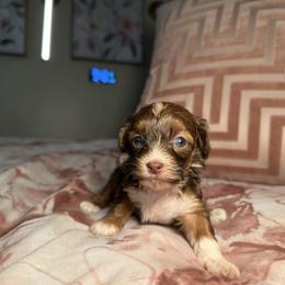 Princess Diana - Brown and white female Cockapoo puppy in Griffin, Georgia from Rawls Lovely Little Tots