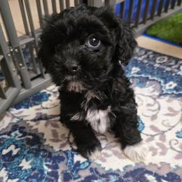 Bisket - Black and white male Cavapoo puppy in Arkansas from Brew House