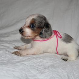 Dachshund Puppies from Winnie’s Royal Doxies