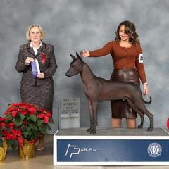 Player - Xoloitzcuintli