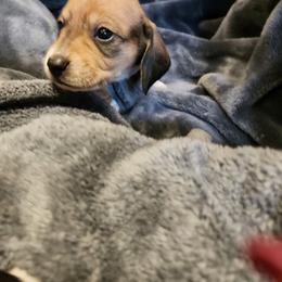 Brownie - Cream male Dachshund puppy in Grants Pass, Oregon from Climate City Doxies