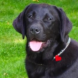 Labrador Retriever Puppies from ROCK CREEK LABRADORS