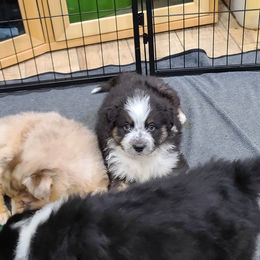 Australian Shepherd Puppies from Whitfarm Aussies