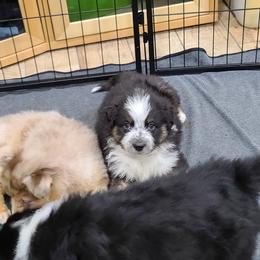 Australian Shepherd Puppies from Whitfarm Aussies