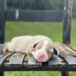 Charlotte - Red merle female Miniature Australian Shepherd puppy in Stuart, Virginia from Apple Tree Mini Aussies
