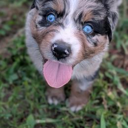Roscoe - Blue merle male Australian Shepherd puppy in Fort Myers, Florida from U Cross Australian Shepherds