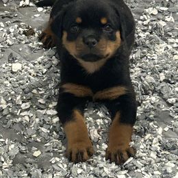Girl 3 - Black and mahogany female Rottweiler puppy in Indianapolis, Indiana from Rottgang Rottweilers
