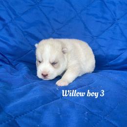 Willow boy 3 - Sable and white male Siberian Husky puppy in Ocala, Florida from Florida Husky Puppies