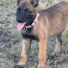 Stout Female Malinois - Red sable female Belgian Malinois puppy in Irmo, South Carolina from Kaizen Ruach Malinois