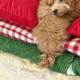 Poodle Puppies from Wanda Burton
