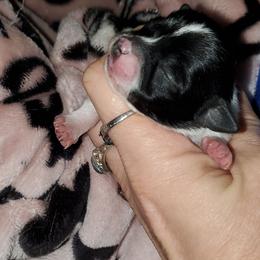 Boy 2 - Black and white male Chihuahua puppy in Oklahoma City, Oklahoma from Teacup Chihuahuas and Friends