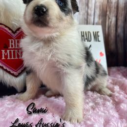 Australian Shepherd and Pembroke Welsh Corgi Puppies from Lewis Aussie’s & Corgi’s