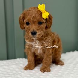 Yellow collar HOLLY - Red  female Goldendoodle puppy in Salem, Utah from Aspen Doodles