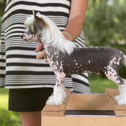 Chinese Crested All Grown Up from Absolute Silver