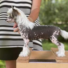 Chinese Crested All Grown Up from Absolute Silver