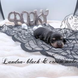 Landon - Black and cream male Dachshund puppy in Prairieville, Louisiana from Southern Barron Danes & Dachshunds